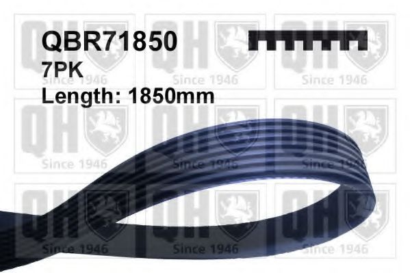 QUINTON HAZELL QBR71850